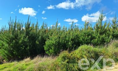 Terreno Construccion en Venta en Terreno L184 Alto Colorado