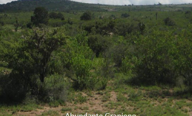 #Venta 470ha a pie de Carretera, Ojuelos de Jalisco