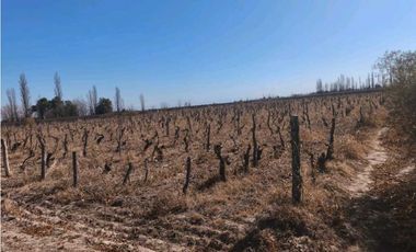 VENDE FINCA 45,6 HAS EN ING. GUSTAVO ANDRÉ, LAVALLE – MENDOZA