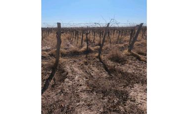 VENDE FINCA 45,6 HAS EN ING. GUSTAVO ANDRÉ, LAVALLE – MENDOZA