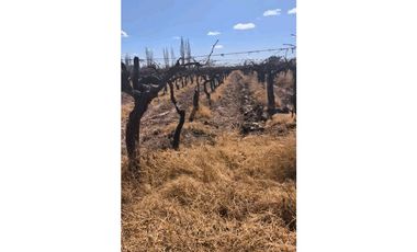 VENDE FINCA 45,6 HAS EN ING. GUSTAVO ANDRÉ, LAVALLE – MENDOZA
