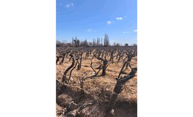 VENDE FINCA 45,6 HAS EN ING. GUSTAVO ANDRÉ, LAVALLE – MENDOZA