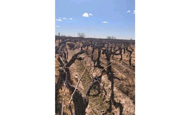 VENDE FINCA 45,6 HAS EN ING. GUSTAVO ANDRÉ, LAVALLE – MENDOZA