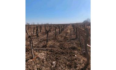 VENDE FINCA 45,6 HAS EN ING. GUSTAVO ANDRÉ, LAVALLE – MENDOZA