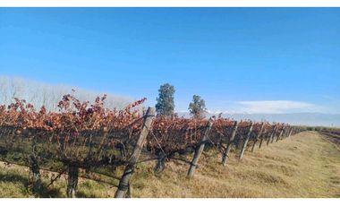 VENTA FINCA 84 HAS CON PROD. DE MALBEC- PUENTE DE HIERRO, GUAYMALLEN