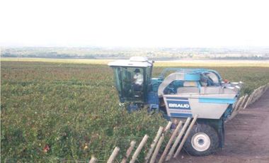 VENTA FINCA 84 HAS CON PROD. DE MALBEC- PUENTE DE HIERRO, GUAYMALLEN