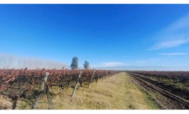 VENTA FINCA 84 HAS CON PROD. DE MALBEC- PUENTE DE HIERRO, GUAYMALLEN