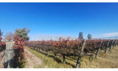 VENTA FINCA 84 HAS CON PROD. DE MALBEC- PUENTE DE HIERRO, GUAYMALLEN