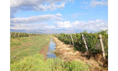 VENTA FINCA 84 HAS CON PROD. DE MALBEC- PUENTE DE HIERRO, GUAYMALLEN