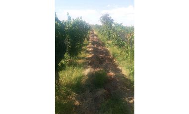 VENTA FINCA 84 HAS CON PROD. DE MALBEC- PUENTE DE HIERRO, GUAYMALLEN