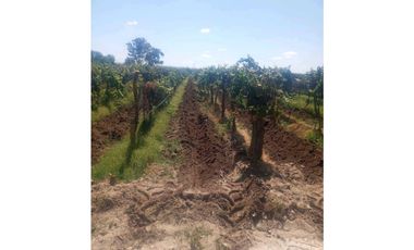 VENTA FINCA 84 HAS CON PROD. DE MALBEC- PUENTE DE HIERRO, GUAYMALLEN