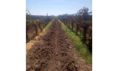 VENTA FINCA 84 HAS CON PROD. DE MALBEC- PUENTE DE HIERRO, GUAYMALLEN