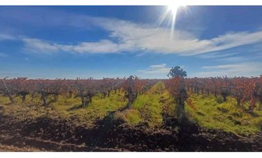 VENTA FINCA 84 HAS CON PROD. DE MALBEC- PUENTE DE HIERRO, GUAYMALLEN