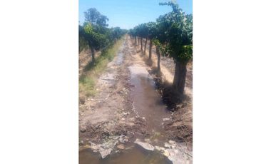 VENTA FINCA 84 HAS CON PROD. DE MALBEC- PUENTE DE HIERRO, GUAYMALLEN