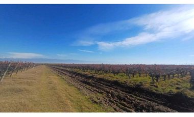 VENTA FINCA 84 HAS CON PROD. DE MALBEC- PUENTE DE HIERRO, GUAYMALLEN