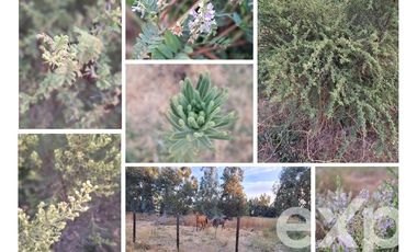 Terreno Construccion en Venta en Camino a Trinidad lote A1 S