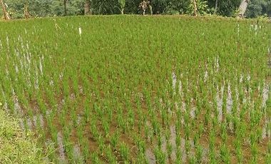 Rumah 2 Unit + Warung 1 Unit, Lt. 600 m, Darangdan, Purwakarta..