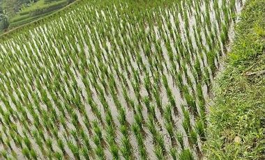 Rumah 2 Unit + Warung 1 Unit, Lt. 600 m, Darangdan, Purwakarta..