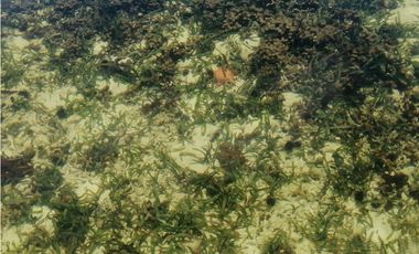 FINCA BOCAS DEL TORO CON PLAYA