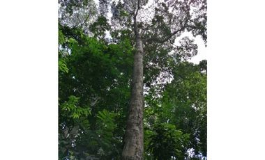 FINCA BOCAS DEL TORO CON PLAYA