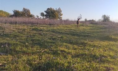 Parcela en Venta en cruce las ratras talca
