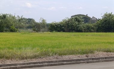 Venta Lotes Jamundi Palmeras De La Italia 2