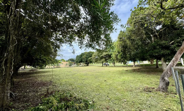 COCLE / RIO HATO / 1184M / TOTALMENTE PLANO / IDEAL PARA DESARROLLO