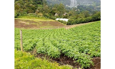 SE VENDE 2 Hectáreas , Boquete, Alto Lino, $500.000