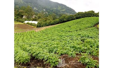 SE VENDE 2 Hectáreas , Boquete, Alto Lino, $500.000