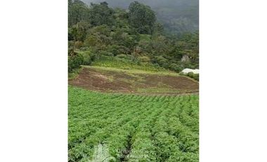 SE VENDE 2 Hectáreas , Boquete, Alto Lino, $500.000