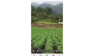 SE VENDE 2 Hectáreas , Boquete, Alto Lino, $500.000