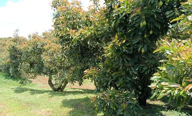 Rancho en venta Copitiro
