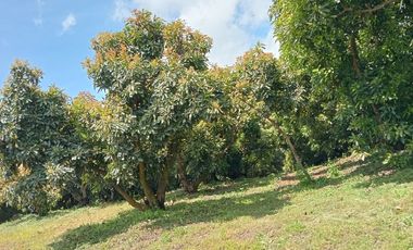 Rancho en venta Copitiro