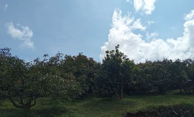 Rancho en venta Copitiro