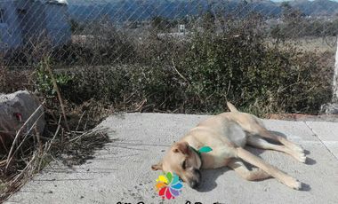 Cabañas en Alquiler Temporario - Villa Giardino - Córdoba