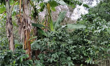 Vendo Lote en Palmira distrito de Boquete #4