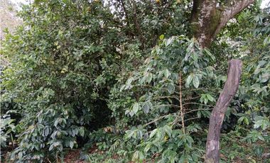 Vendo Lote en Palmira distrito de Boquete #4