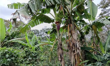 Vendo Lote en Palmira distrito de Boquete #4