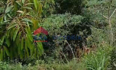 Tanah Jual di Semen Kab Kediri Cocok Untuk Kebun