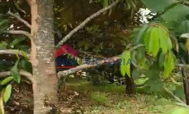 Tanah Jual di Semen Kab Kediri Cocok Untuk Kebun