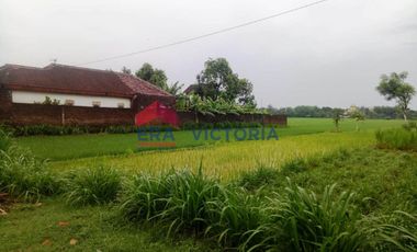 Rumah + Sawah DIJUAL terletak di jalan raya