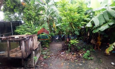 Rumah + Sawah DIJUAL terletak di jalan raya