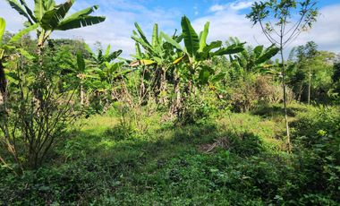 DIJUAL TANAH DI TEMPURAN AREA PEMUKIMAN BAGUS UNTUK PERUMAHAN