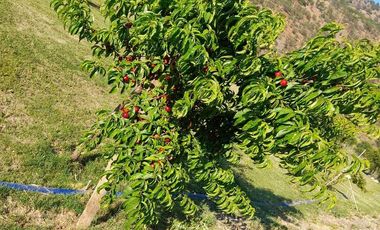 Parcela en venta en REQUINOA