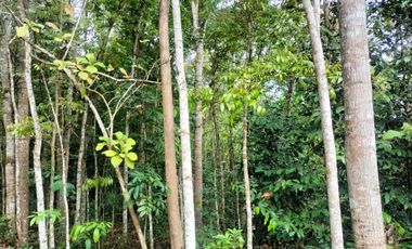 JUAL TANAH DI SENDANGSARI PENGASIH KULONPROGO