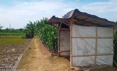 Tanah Sawah Pertanian Produktif Komersial Wonosari Patebon Kendal