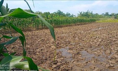 Tanah Sawah Pertanian Produktif Komersial Wonosari Patebon Kendal