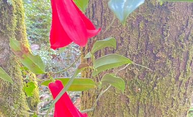 HERMOSA PARCELA A SÓLO 15 MINUTOS DEL CENTRO DE PANGUIPULLI