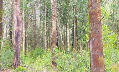 HERMOSA PARCELA A SÓLO 15 MINUTOS DEL CENTRO DE PANGUIPULLI