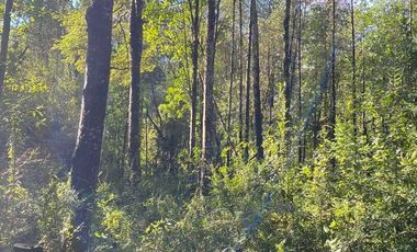 HERMOSA PARCELA A SÓLO 15 MINUTOS DEL CENTRO DE PANGUIPULLI